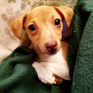 Meet your Posher, Judie